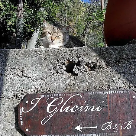 I Glicini 3*
