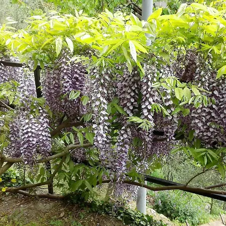 I Glicini 住宿加早餐酒店 Vescina