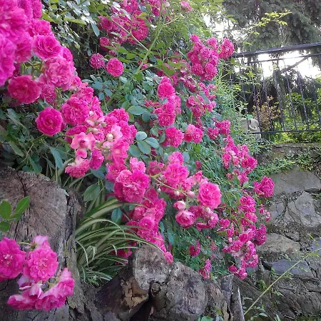 I Glicini Vescina